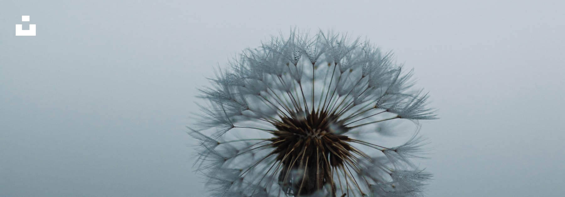 A dandelion releasing its seeds into the wind.
