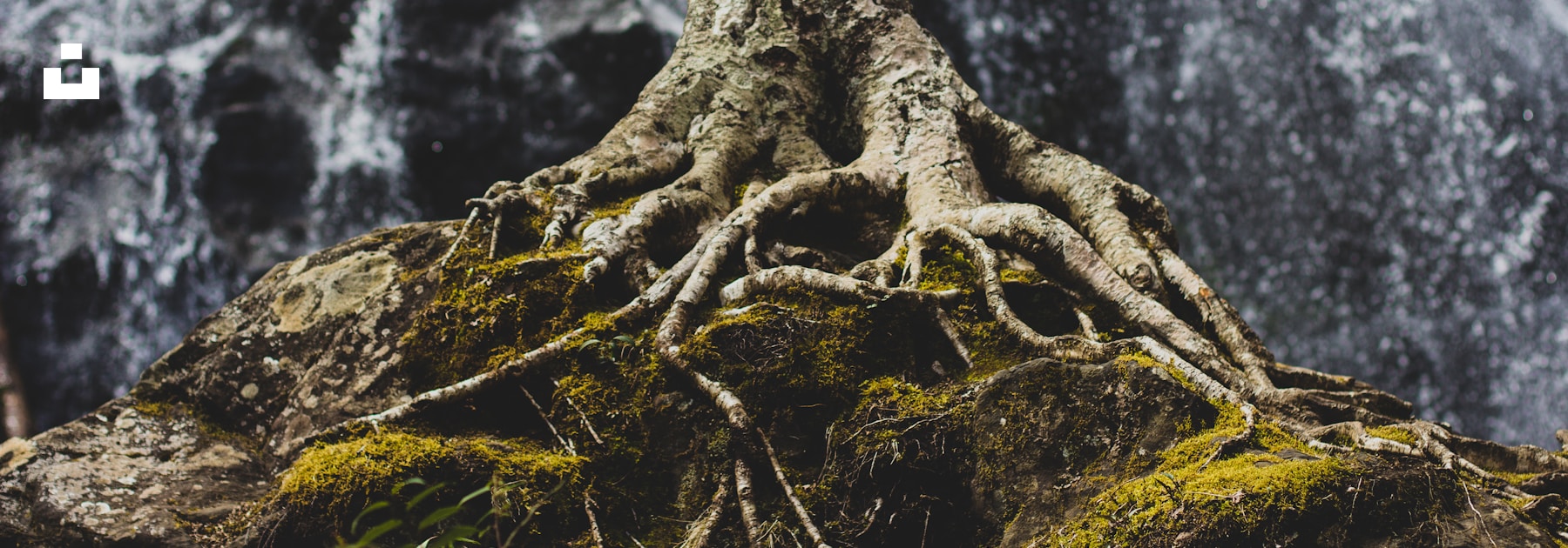 Strong tree roots spreading across a rock formation.