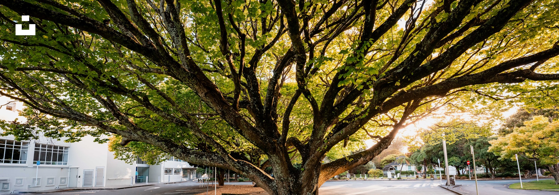 A large tree with a strong central trunk and many spreading outer branches.